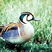 Baikal Teal
